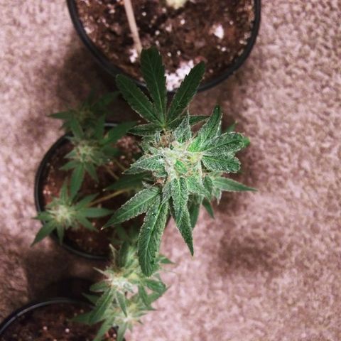 BANANA OG KU$H #1 growlog photo: 2 Stains
2 - T.P.O.G.K. #2 
4 - B.O.G.K.   #1 - #4