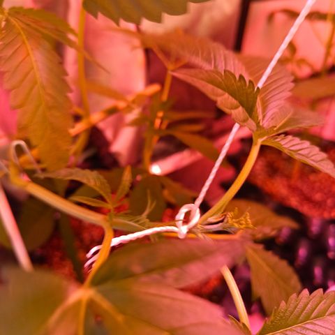 B45 by booba #1 growlog timeline photo