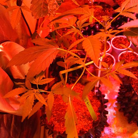 B45 by booba #1 growlog timeline photo