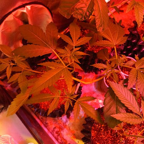 B45 by booba #1 growlog timeline photo