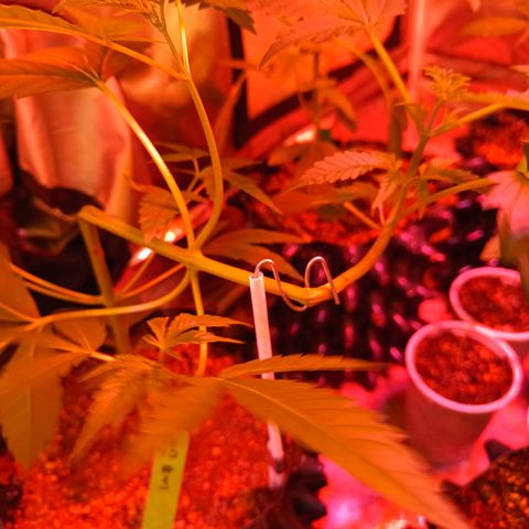 B45 by booba #1 growlog timeline photo