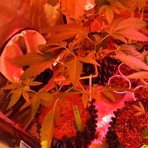 B45 by booba #1 growlog timeline photo