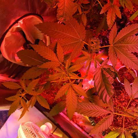 B45 by booba #1 growlog timeline photo