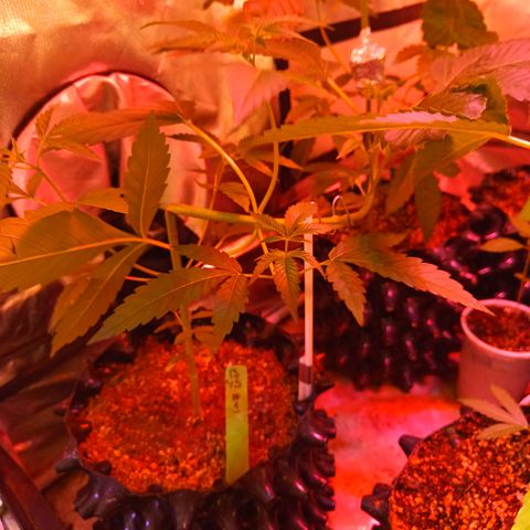 B45 by booba #1 growlog timeline photo