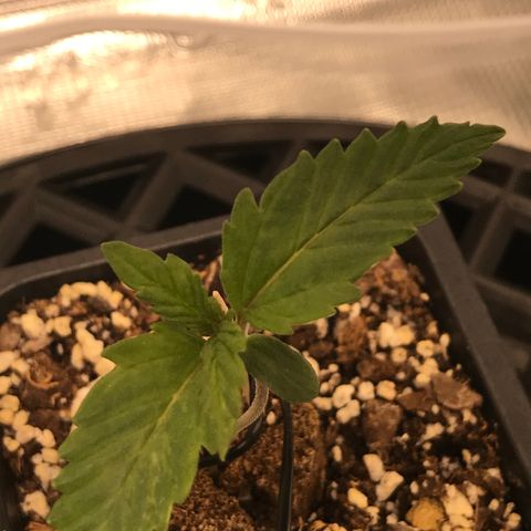 Marajuana growlog photo: 5cm
8.5cm