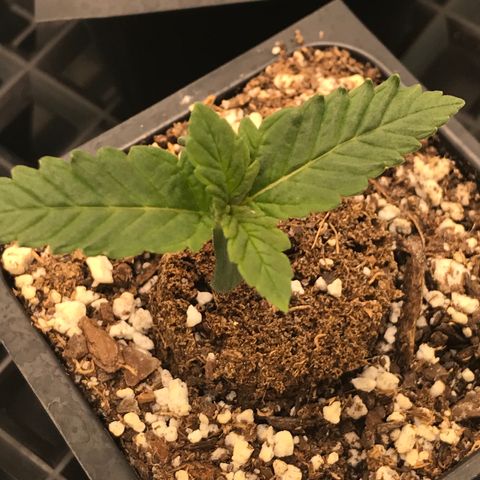 Marajuana growlog photo: 5cm
8.5cm