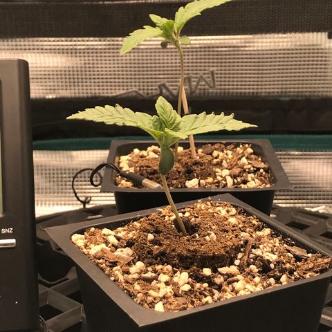 Marajuana growlog photo: 5cm
8.5cm