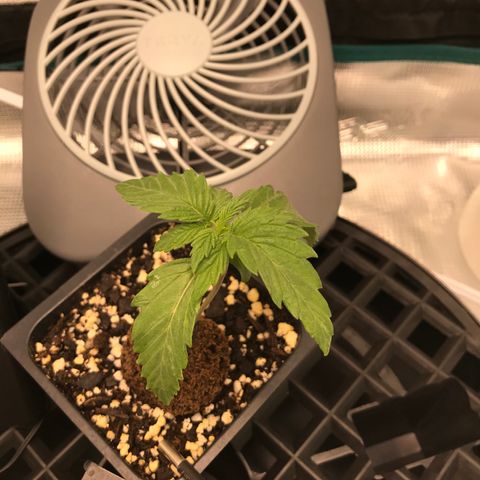 Marajuana growlog photo: Was out of town from Wed thru Sat