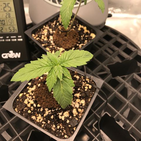 Marajuana growlog photo: Was out of town from Wed thru Sat