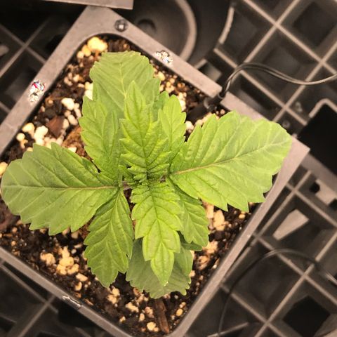 Marajuana growlog photo: Pre-transplant 