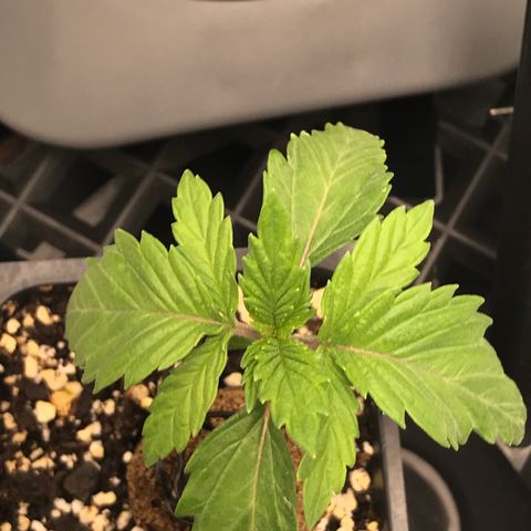 Marajuana growlog photo: Pre-transplant 