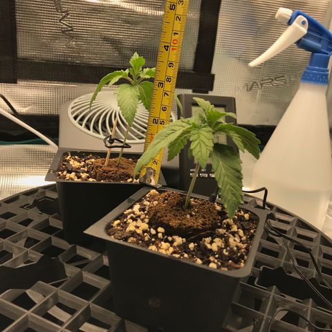 Marajuana growlog photo: Pre-transplant 