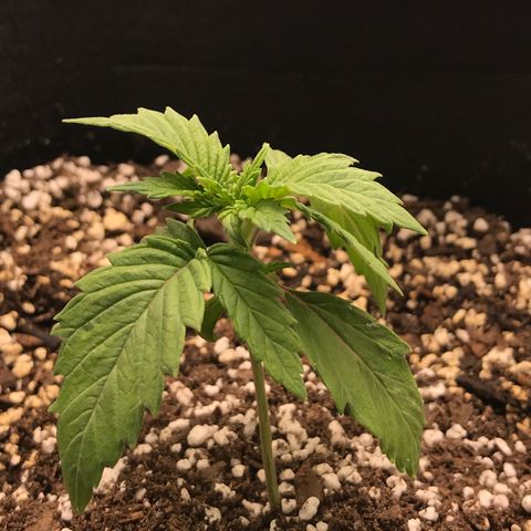 Marajuana growlog timeline photo