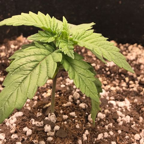 Marajuana growlog timeline photo