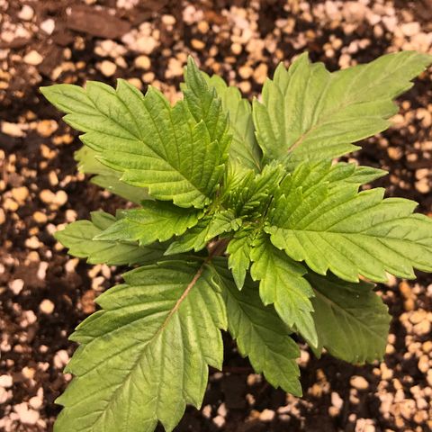 Marajuana growlog timeline photo