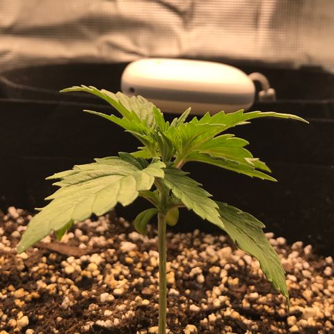 Marajuana growlog timeline photo