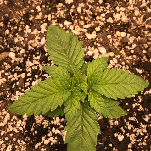 Marajuana growlog timeline photo