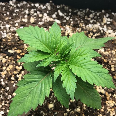 Marajuana growlog photo: 4” each