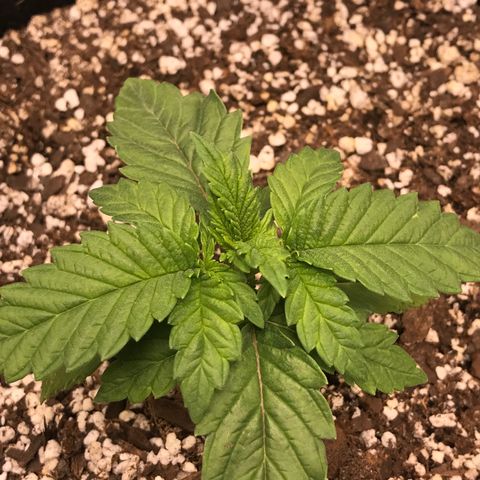 Marajuana growlog photo: 4” each