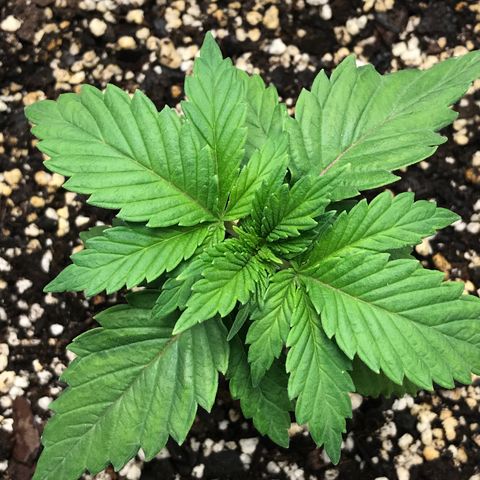 Marajuana growlog timeline photo