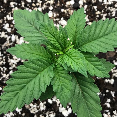 Marajuana growlog timeline photo
