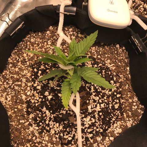 Marajuana growlog timeline photo