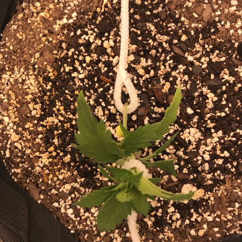 Marajuana growlog timeline photo