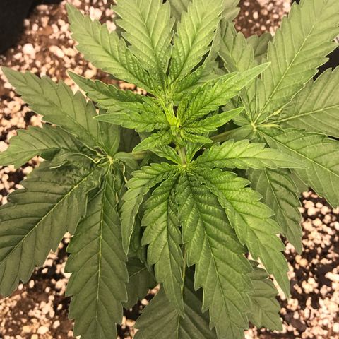 Marajuana growlog timeline photo