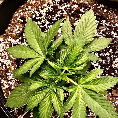 Marajuana growlog timeline photo