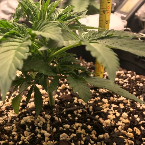 Marajuana growlog timeline photo