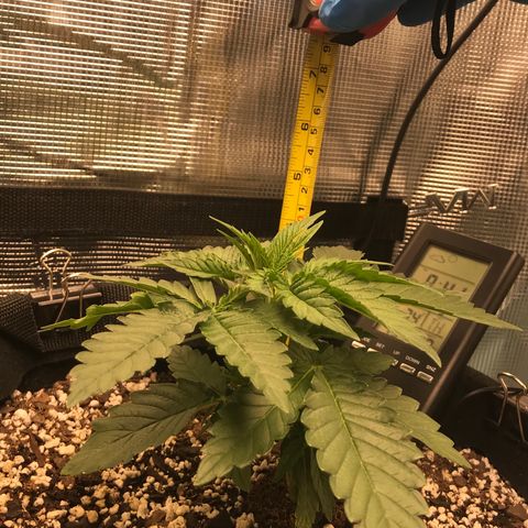 Marajuana growlog timeline photo