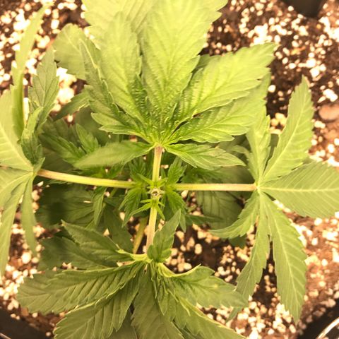Marajuana growlog timeline photo
