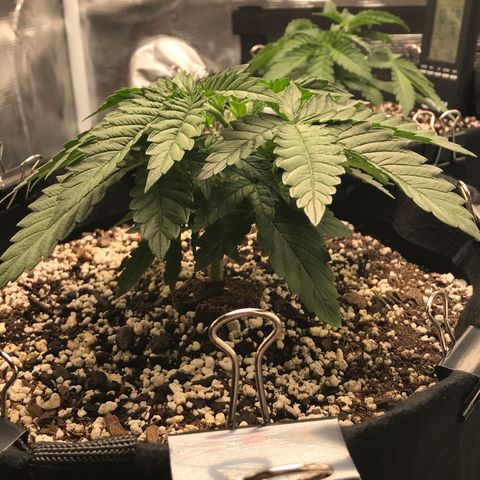 Marajuana growlog timeline photo