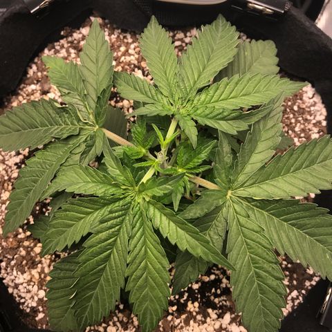 Marajuana growlog timeline photo