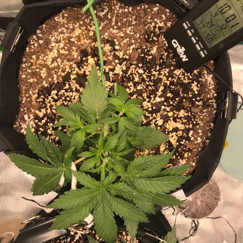 Marajuana growlog timeline photo