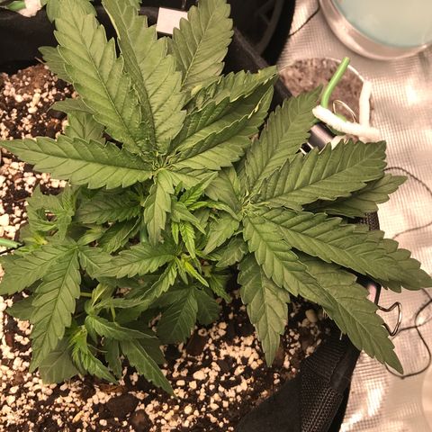 Marajuana growlog timeline photo