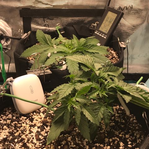 Marajuana growlog timeline photo