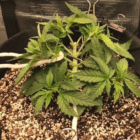 Marajuana growlog photo: Cut up one