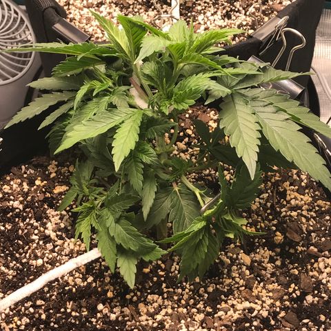 Marajuana growlog photo: Uncut, trimmed slightly