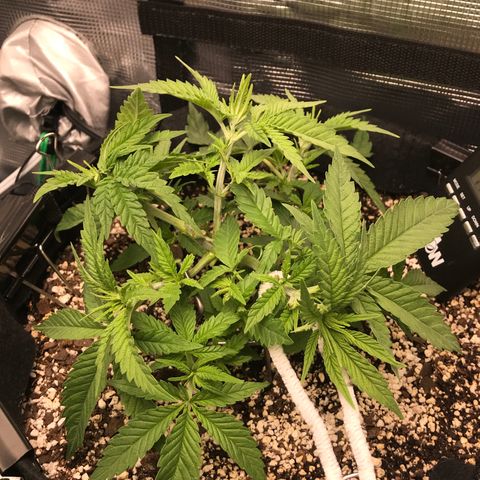Marajuana growlog photo: Cut up one