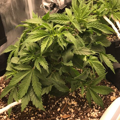 Marajuana growlog photo: Uncut one