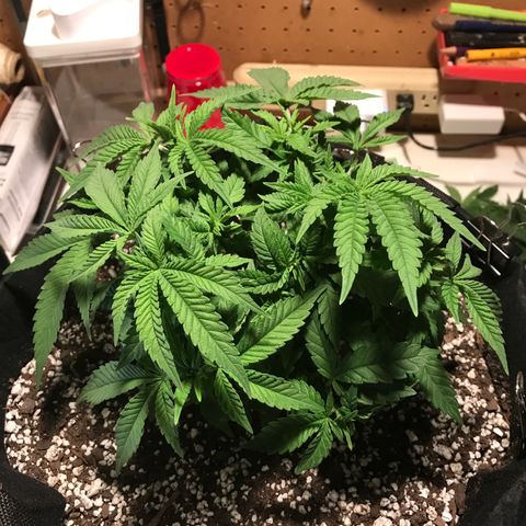 Marajuana growlog photo: Cut up one