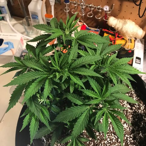 Marajuana growlog photo: Uncut one