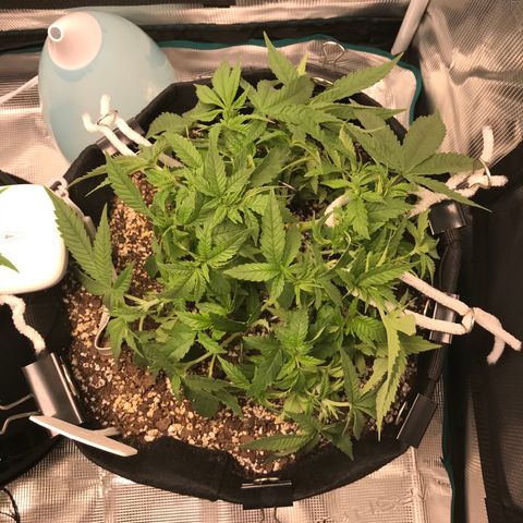 Marajuana growlog photo: Cut up one