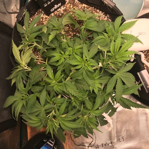 Marajuana growlog photo: Uncut one