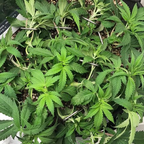 Marajuana growlog photo: 1-uncut one
2-cut up one