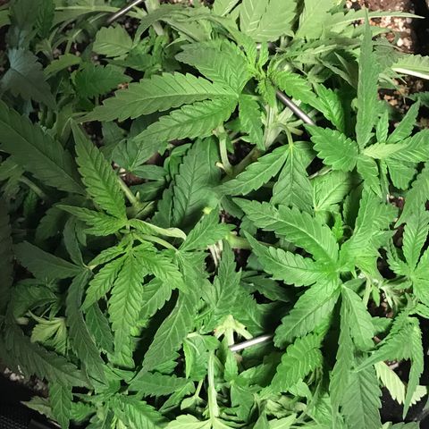 Marajuana growlog photo: 1-uncut one
2-cut up one