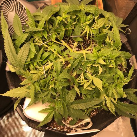 Marajuana growlog photo: Cut up one-A
Uncut one-B