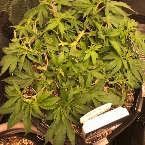 Marajuana growlog photo: Cut up one-A
Uncut one-B