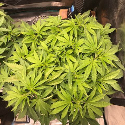 Marajuana growlog photo: Uncut one